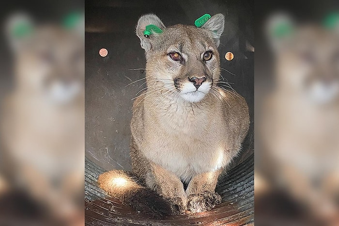 Домашняя кошка обнаружила 30-килограммовую пуму, прячущуюся на веранде дома в Колорадо