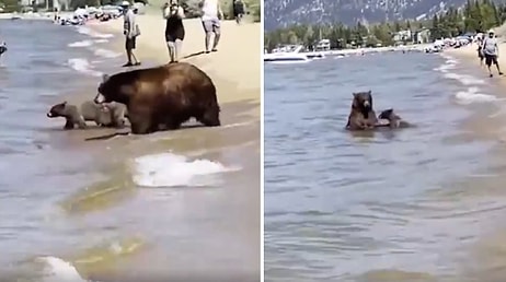 Aşırı Sıcaklardan Bunalan Anne Ayı ve Yavruları İnsanların Arasında Denize Girdi