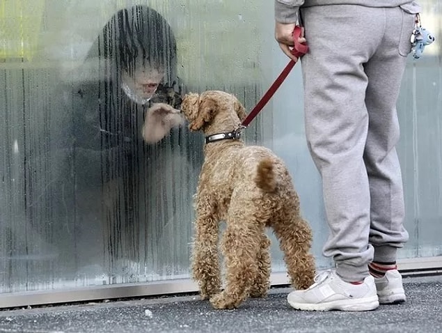 2. 2011 yılında Japonya'da gerçekleşen Fukuşima Nükleer Santrali kazası sonrası geçici olarak karantinaya alınan bir çocuk, aralarındaki cama rağmen köpeğiyle oynuyor.