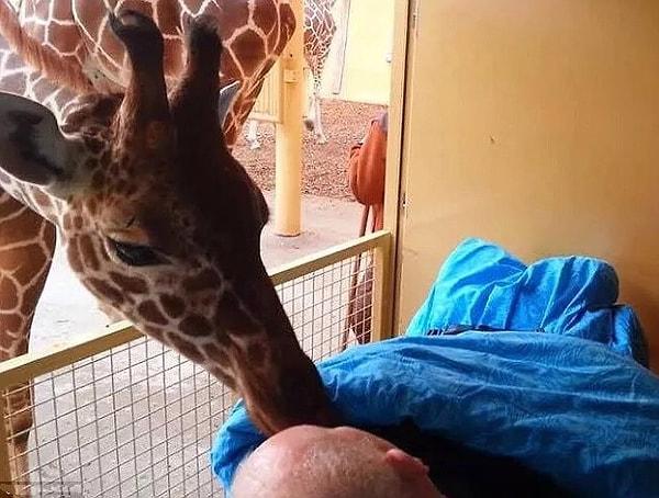 15. İleri evre kanser hastası olan 54 yaşındaki Mario'ya yıllardır çalıştığı hayvanat bahçesinde veda eden zürafalar: