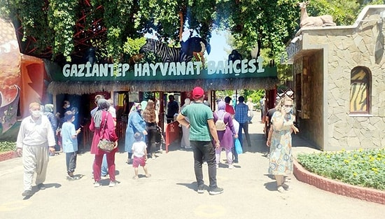 Gaziantep'te Aslan Kafesinden Kaçtı: 3 Yaralı