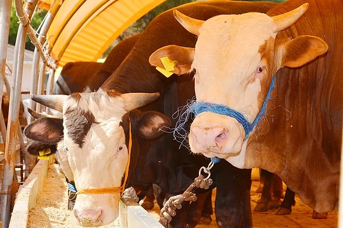 Kurbanlık Fiyatları: Kurban Bayramı Öncesi Son Fiyatlar Belli Oldu