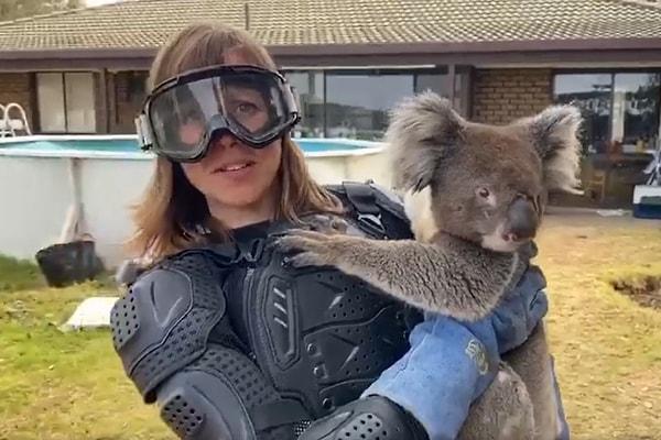 14. "Avusturalyalılar, koalaların 'drop bear' isminde genetik akrabaları olduğunu ve bu canlıların, turist ölümlerinin %82'sine neden olduğunu ısrarla savunuyorlar."
