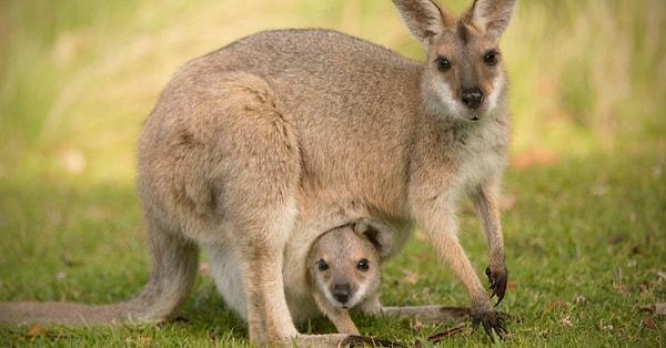 15. "Kangurular, stres veya tehlike altındayken hamileliklerini duraklatabilirler."