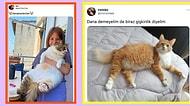 ‘Dana Kedi Kontrolüne’ Takılan Twitter Kullanıcılarından Gördüğünüz Anda İçinizi Isıtacak 17 Kare😍