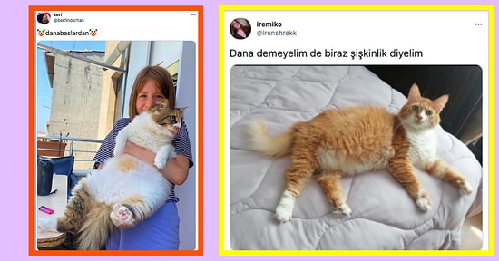 ‘Dana Kedi Kontrolüne’ Takılan Twitter Kullanıcılarından Gördüğünüz Anda İçinizi Isıtacak 17 Kare😍