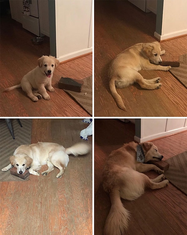 3. Мой песик обожает этот кирпич