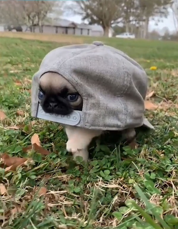 10. Странная черепаха