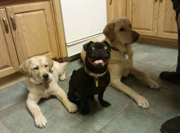 7. Мой друг всегда хотел особенного песика. А вот и он