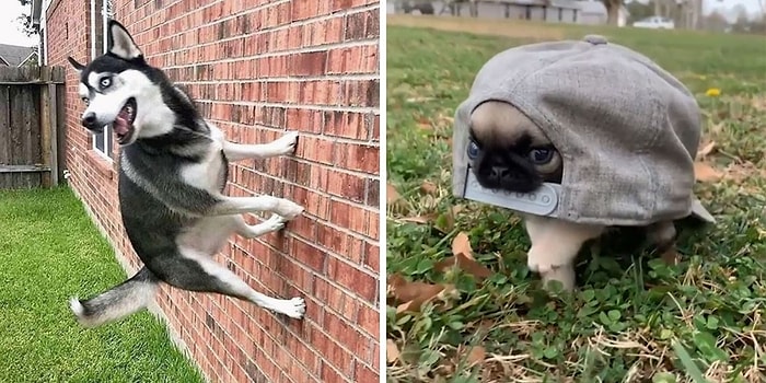 «Что не так с вашей собакой?»: Люди делятся фотографиями своих «неисправных» четвероногих любимцев (15 новых фото)