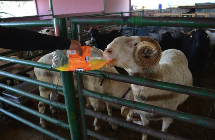 Manisa'da Kurban Bayramı İçin Sırasını Beklerken Günde 2.5 Litre Kola Tüketen Koç Goygoycuların Eline Düştü!