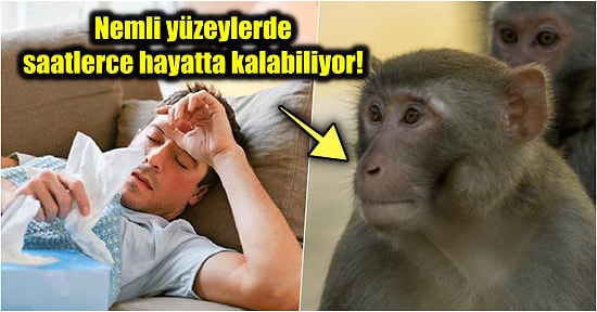 Çin’de Geçtiğimiz Gün Bir Kişinin Ölümüne Neden Olan ‘Monkey B’ Virüsü Hakkında Mutlaka Bilmeniz Gerekenler