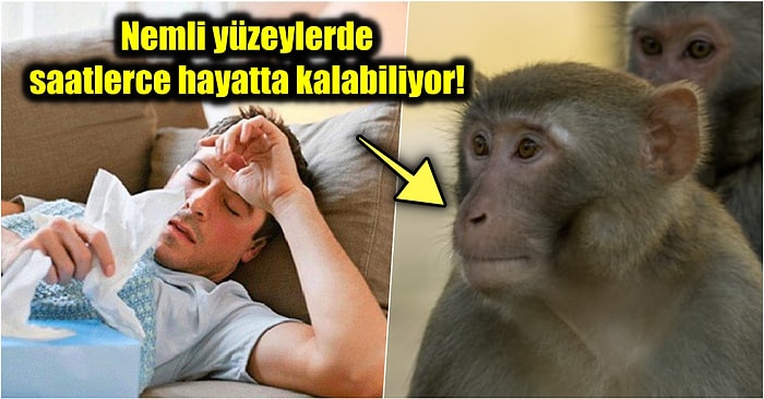 Çin’de Geçtiğimiz Gün Bir Kişinin Ölümüne Neden Olan ‘Monkey B’ Virüsü Hakkında Mutlaka Bilmeniz Gerekenler