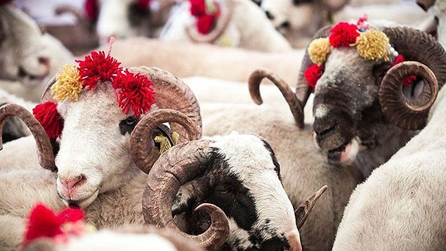 Kurban Nedir?