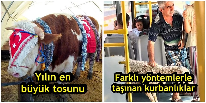 Her Kurban Bayramında Benzerine Muhakkak Rastladığımız 15 Absürt Görüntü