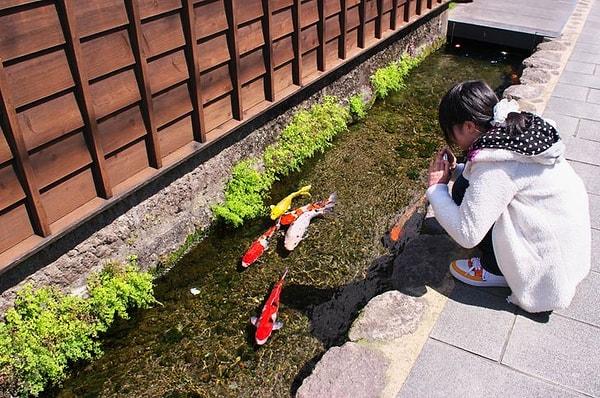 1. Bazı Japon şehirlerinde drenaj kanallarındaki su o kadar temizdir ki, koi balıkları orada mutlu bir şekilde yüzer.