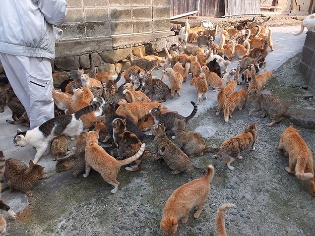 21. Japonya'da kedi adaları bulunur. Bu adalardan bazıları Aoshima, Ainoshima ve Tashirojima'dır.