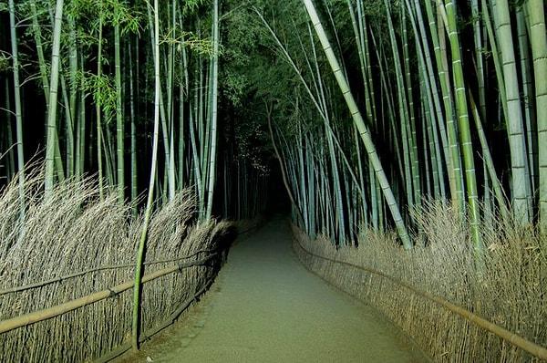 23. Ünlü bambu ormanı akşam geç saatlerde böyle görünüyor.👇