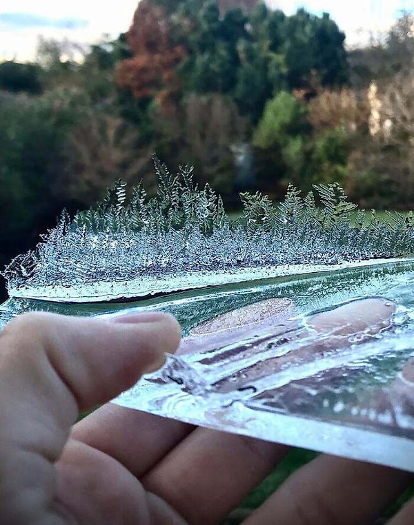 3. То, как образовался этот лед, похоже на крошечный лес