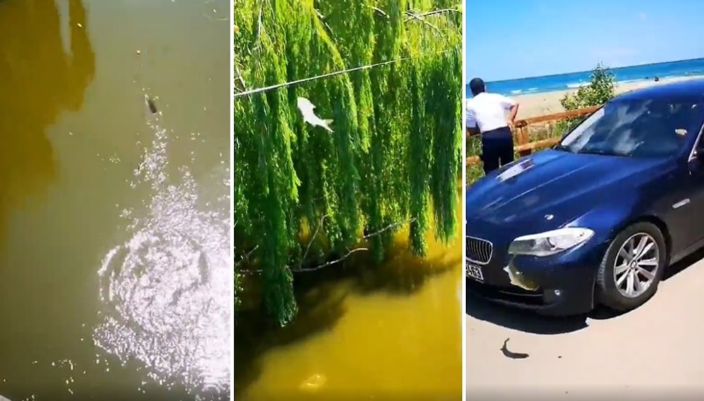 Sadece Türkiye'de Yaşanabilecek Bir Olay: Balığa Araba Çarptı