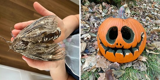 15 самых необычных и удивительных явлений в природе, которые удивят вас (Новые фото)