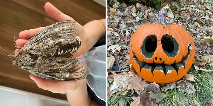 15 самых необычных и удивительных явлений в природе, которые удивят вас (Новые фото)