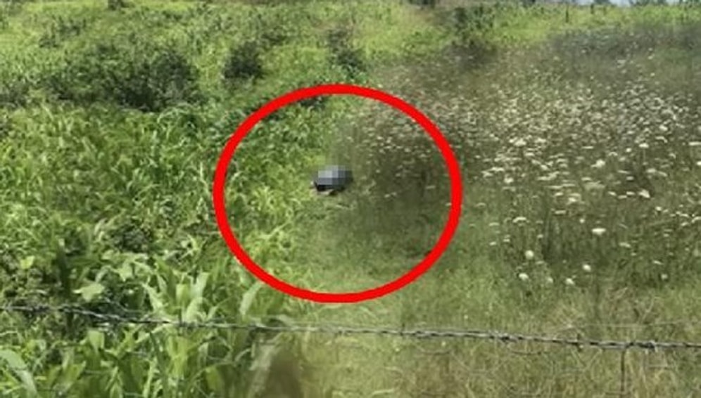 Gözaltına Alındı: 66 Yaşındaki Adam Köpeğe Tecavüz Ederken Yakalandı