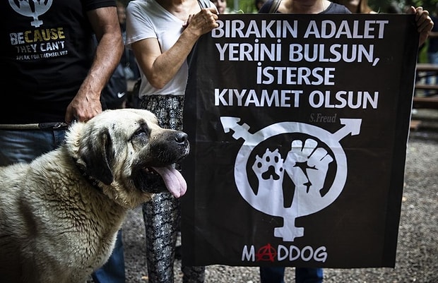 Gozaltina Alindi 66 Yasindaki Adam Kopege Tecavuz Ederken Yakalandi