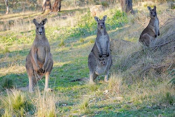 3. "Avusturalya'da insanlar okula giderken kangurulara binmiyor!"