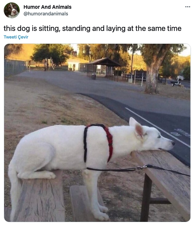 11. "Bu köpek aynı anda hem oturuyor, hem dikiliyor hem de yatıyor."