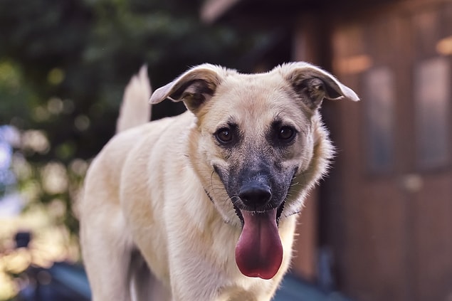 12. "Balinanın dili köpeklerin dilleri gibi yumuşak mıydı yoksa kedilerin dilleri gibi tırtıklı mıydı?"