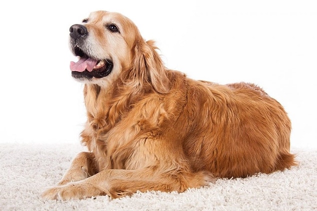 Golden Retriever!