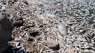 Konya May Barajı'nda Korkutan Görüntü: Sular Çekildi, Binlerce Balık Telef Oldu