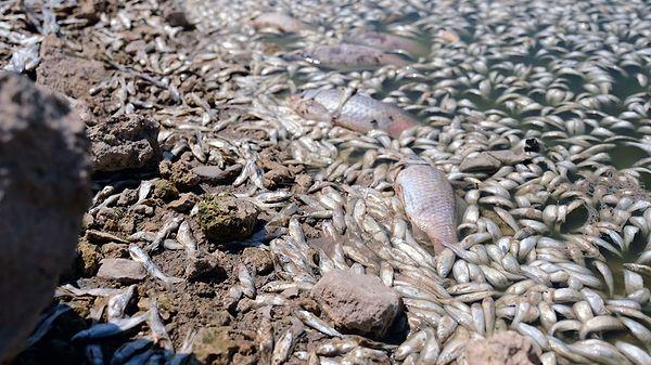 Sudaki oksijen miktarının azalmasıyla da barajdaki binlerce sazan türü balık öldü.