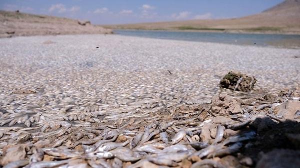Ölü balıklar, barajın kıyı sularında tabaka oluşturdu.