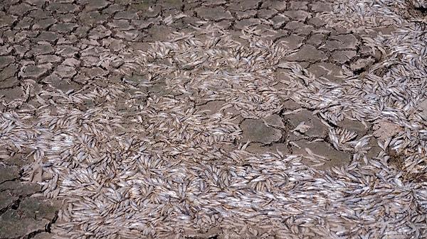 Balık ölümlerinin, baraj suyundaki alg patlaması, bununla birlikte oksijen miktarındaki ani düşüş nedeniyle yaşandığı kaydedildi.