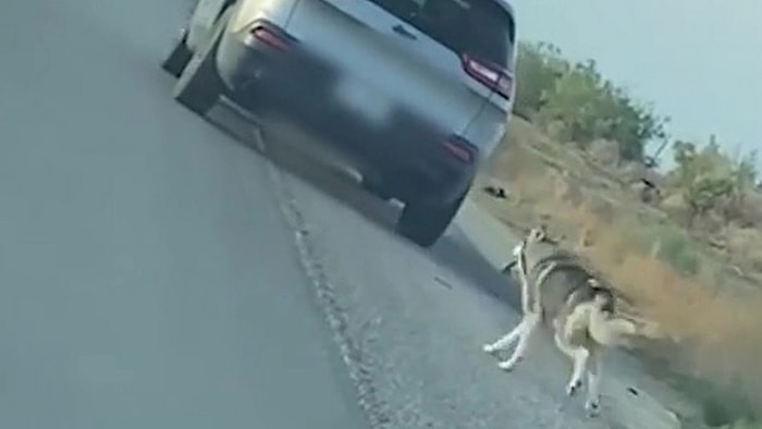 Sahibi Tarafından Yol Kenarına Bırakılan Köpeğin İçinizi Burkacak Görüntüleri