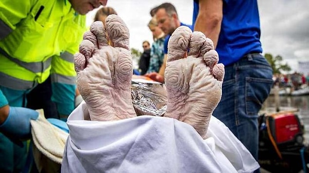 9. Hollanda Olimpik Yüzme Şampiyonu Maarten Van Der Weijden'in kanser farkındalığı için para biriktirmek amacıyla 55 saatte 163 kilometre yüzdükten sonra ayakları: