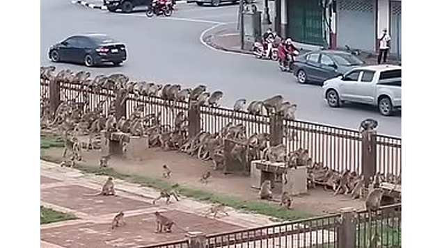 Bu durumla ilgili konuşan veteriner Supakarn Kaewchot 'Maymunlar binalara girip, kasabada yaşayan insanları evlerini terk etmeye zorluyorlar.' diyor.