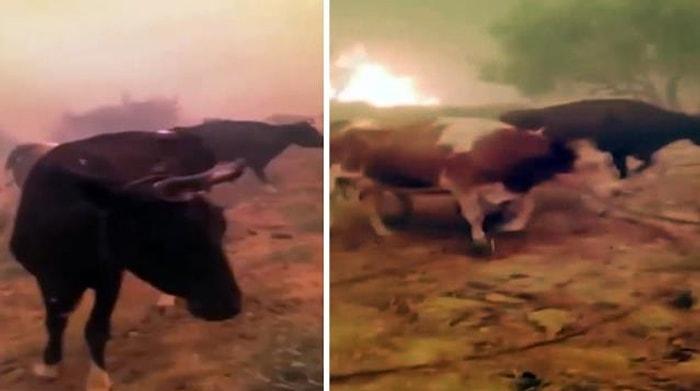 Manavgat'taki Yangında Hayvanlarını Kurtarmaya Çalışan Çiftçinin Çaresizliği: 'Ne Olursunuz Gitmeyin'