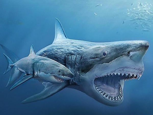 5. Белая акула и вымерший Мегалодон