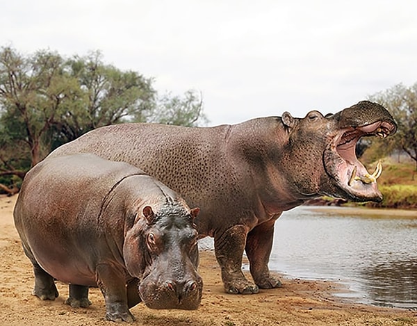 11. Бегемот и вымерший гигантский бегемот (Hippopotamus major)