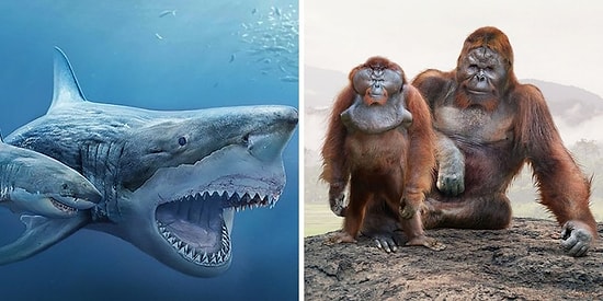 10+ удивительных сравнений размеров доисторических животных с их современными потомками