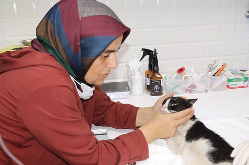 Bir Tarafta Yangında Can Veren Hayvanlar İçin Gözyaşı Dökenler, Başka Tarafta Kediye Tecavüz Edenler