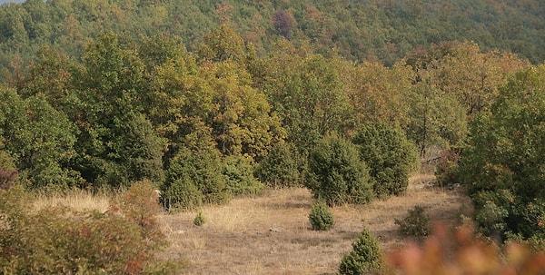 Ülkemizde de yaygın olan Akdeniz ormanlarının büyük bir kısmı döngüleri için yanmaya mecbur.