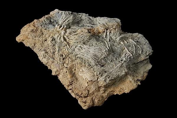 Buluntular arasında ekinoderm (derisi dikenliler) olarak bilenen on binlerce omurgasız canlı fosili yer alıyor.
