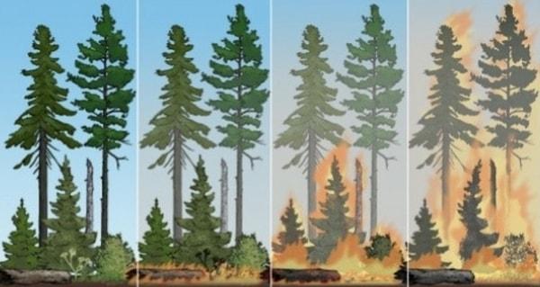 Çam ağaçları için yalgının bir tetikleyici özelliği de kozalaklarla ilgili.