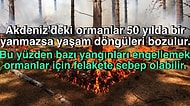 Doğanın Döngüsü İçin Ormanların Belli Aralıklarla Yanması Normal Hatta Mecburi mi?