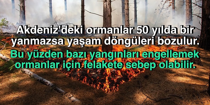 Doğanın Döngüsü İçin Ormanların Belli Aralıklarla Yanması Normal Hatta Mecburi mi?