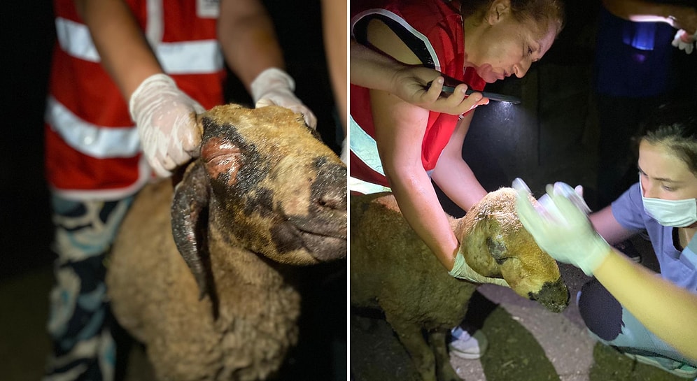 Veterinerler ve Hayvanseverler Yangın Mağduru Canlar İçin Seferber Oldu